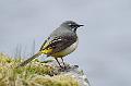 Vintererle - Grey wagtail (Motacilla cinerea) male